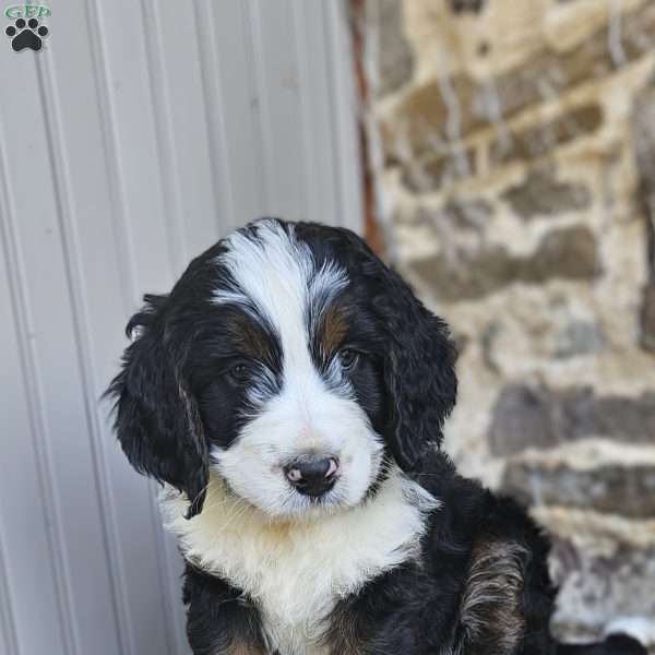 Willow, Bernedoodle Puppy