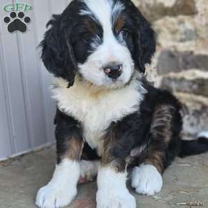 Willow, Bernedoodle Puppy