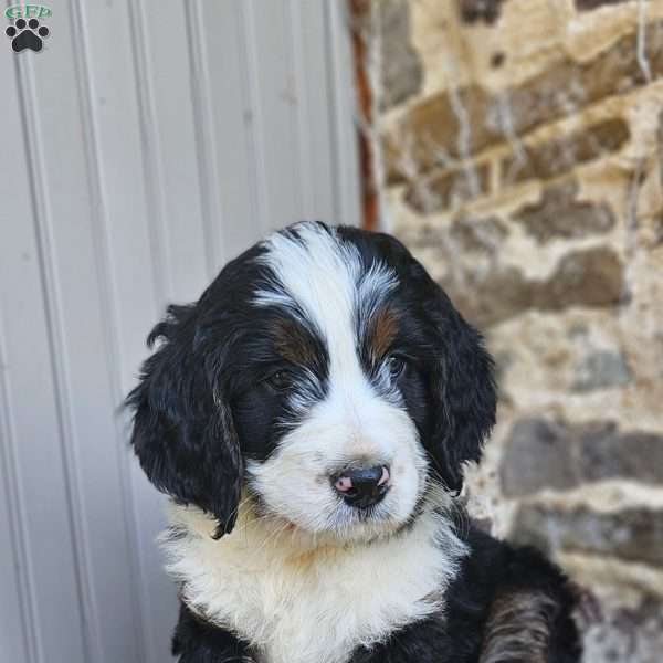 Willow, Bernedoodle Puppy