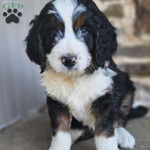 Willow, Bernedoodle Puppy