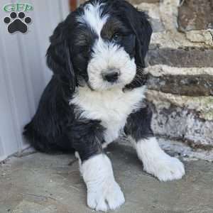 Destiny, Bernedoodle Puppy