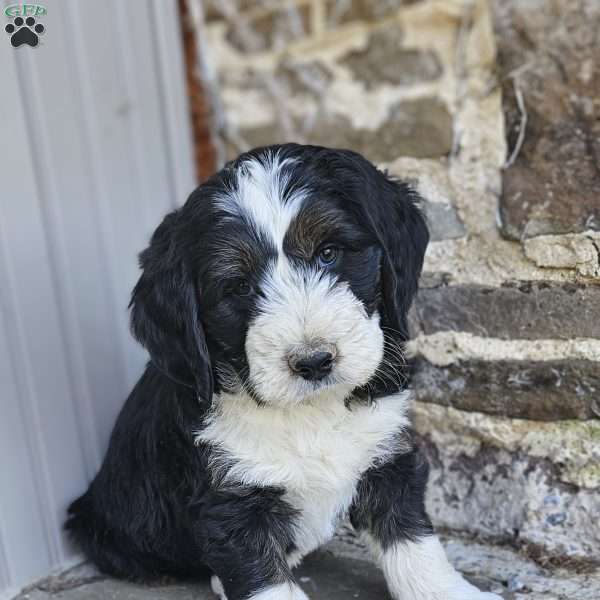 Destiny, Bernedoodle Puppy