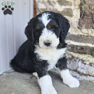 Destiny, Bernedoodle Puppy