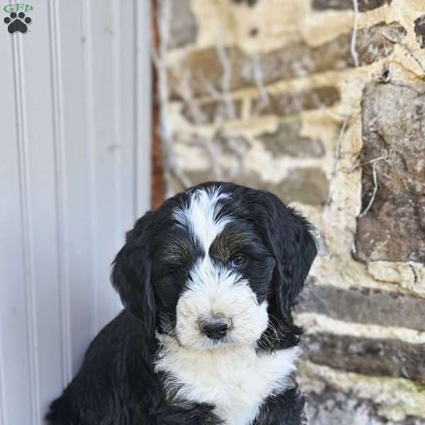 Destiny, Bernedoodle Puppy