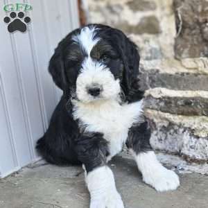 Destiny, Bernedoodle Puppy