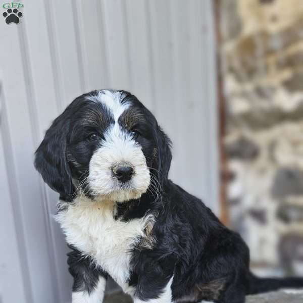 Destiny, Bernedoodle Puppy