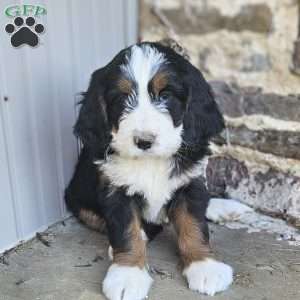 Nora, Bernedoodle Puppy