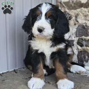 Nora, Bernedoodle Puppy