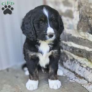 Brody, Bernedoodle Puppy