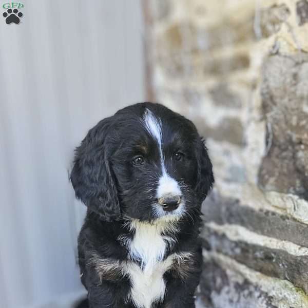 Brody, Bernedoodle Puppy