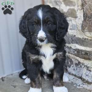 Brody, Bernedoodle Puppy