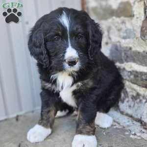 Brody, Bernedoodle Puppy