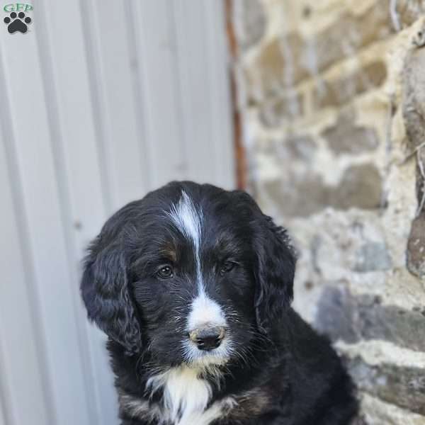 Brody, Bernedoodle Puppy