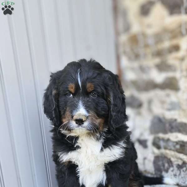 Dallas, Bernedoodle Puppy