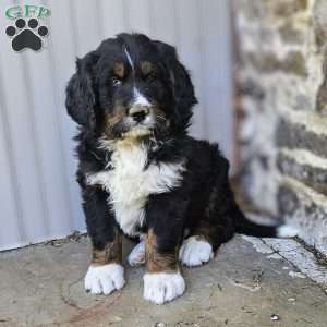 Dallas, Bernedoodle Puppy