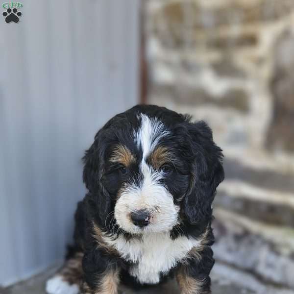 Paxton, Bernedoodle Puppy