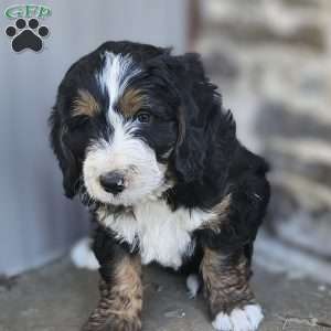 Paxton, Bernedoodle Puppy