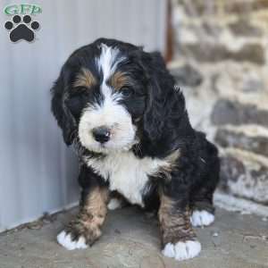 Paxton, Bernedoodle Puppy