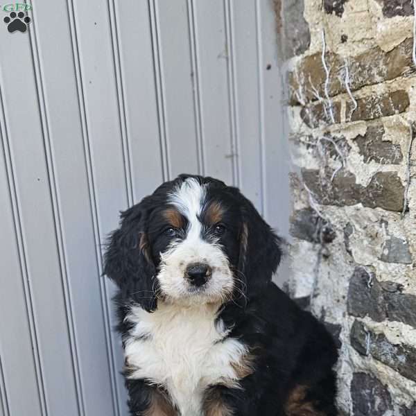 Wyatt, Bernedoodle Puppy