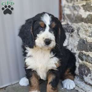 Wyatt, Bernedoodle Puppy