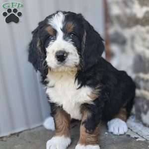 Wyatt, Bernedoodle Puppy