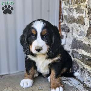 Blake, Bernedoodle Puppy