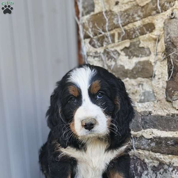 Blake, Bernedoodle Puppy