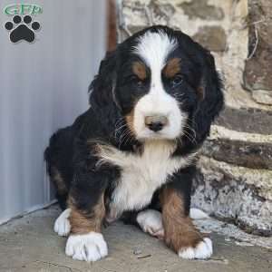 Blake, Bernedoodle Puppy