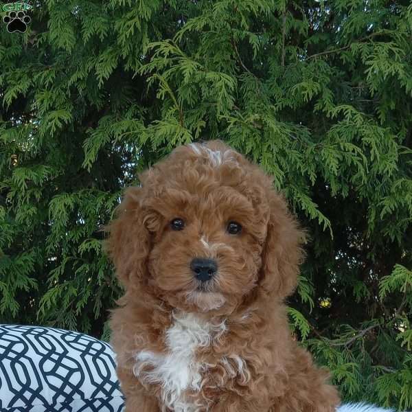 Victor, Miniature Poodle Puppy