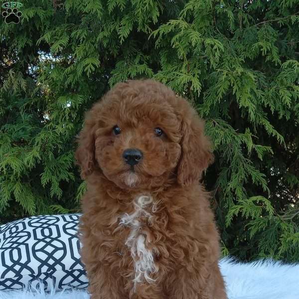 Vincent, Miniature Poodle Puppy