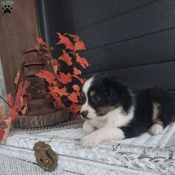 Max, Miniature Australian Shepherd Puppy