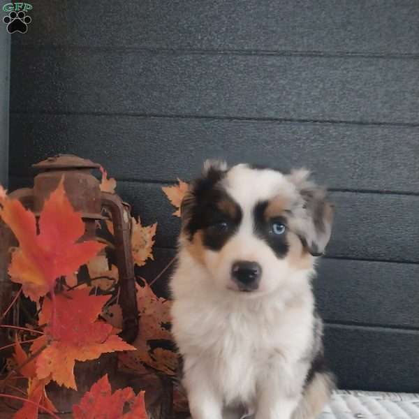 Sam, Miniature Australian Shepherd Puppy