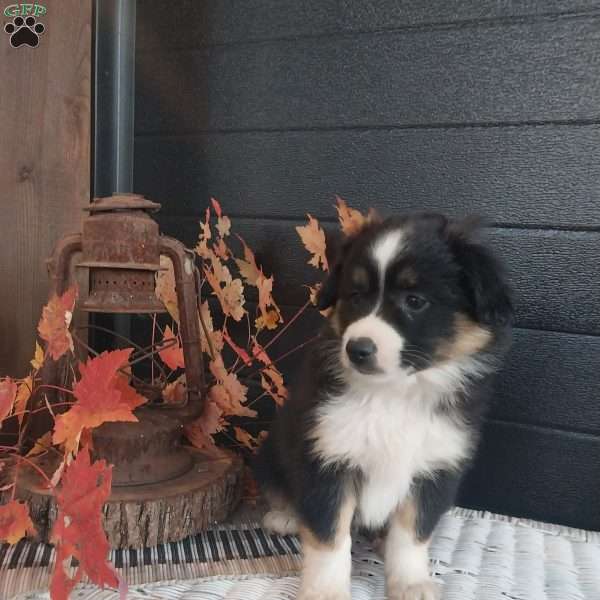 Buddy, Miniature Australian Shepherd Puppy