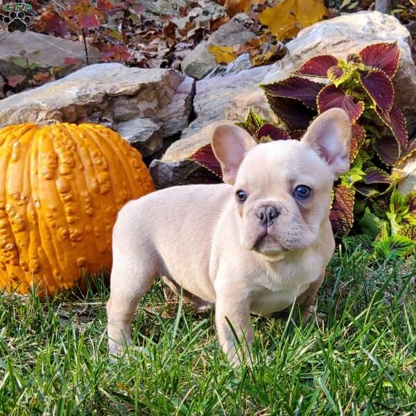 Chief, French Bulldog Puppy