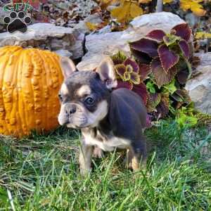 Chelsea, French Bulldog Puppy