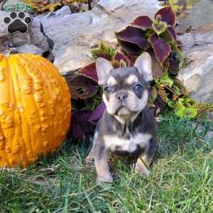 Chelsea, French Bulldog Puppy