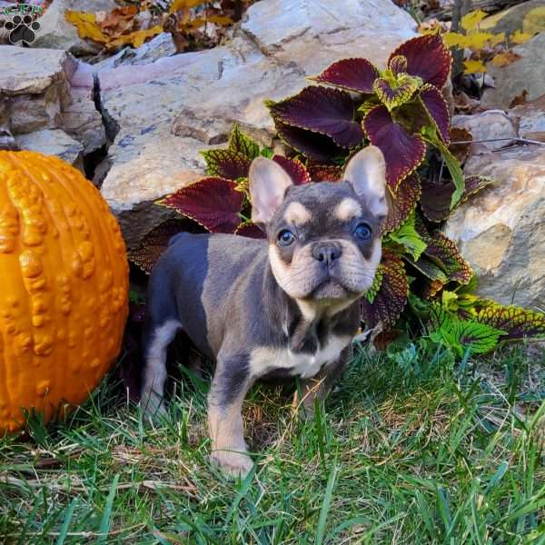 Chelsea, French Bulldog Puppy