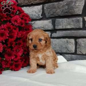 Mason, Cavapoo Puppy