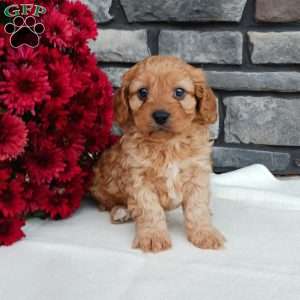 Mason, Cavapoo Puppy