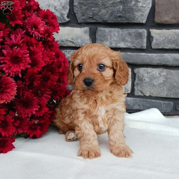 Mason, Cavapoo Puppy