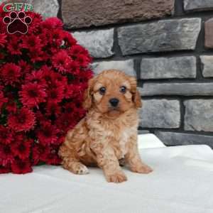 Mason, Cavapoo Puppy