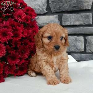 Mason, Cavapoo Puppy