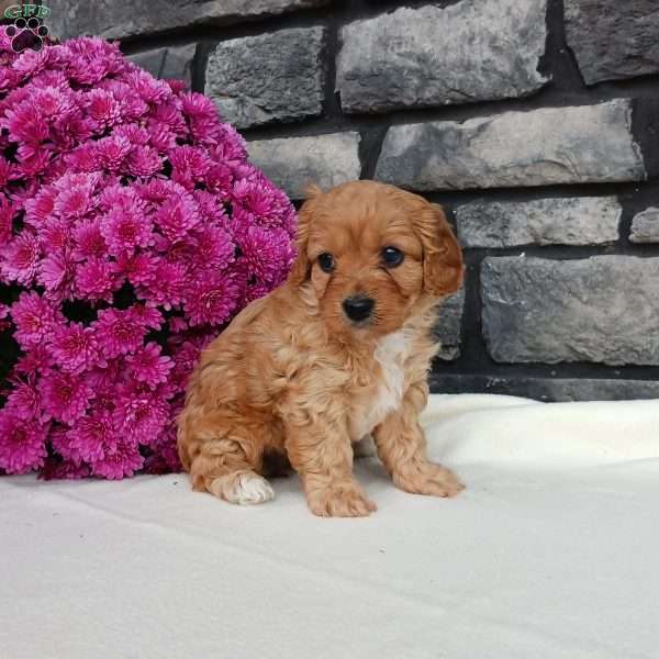 Monica, Cavapoo Puppy