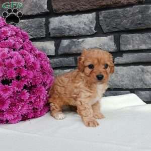 Monica, Cavapoo Puppy