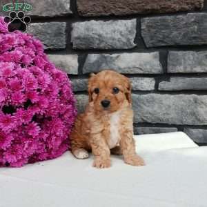 Monica, Cavapoo Puppy