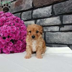 Monica, Cavapoo Puppy