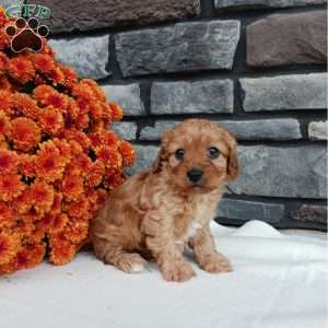 Mia, Cavapoo Puppy