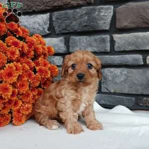 Mia, Cavapoo Puppy