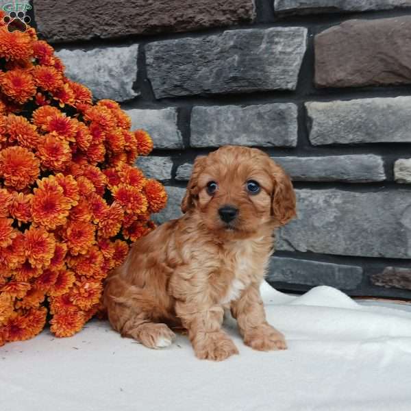 Mia, Cavapoo Puppy