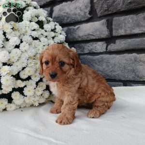 Megan, Cavapoo Puppy